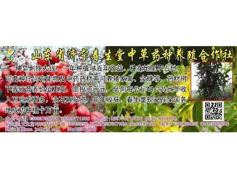 点击查看详细信息<br>标题：皂刺 阅读次数：1216