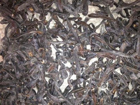 点击查看详细信息<br>标题：水蛭 阅读次数：1170