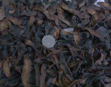 点击查看详细信息<br>标题：水蛭 阅读次数：1164