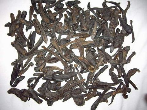 点击查看详细信息<br>标题：水蛭 阅读次数：1256