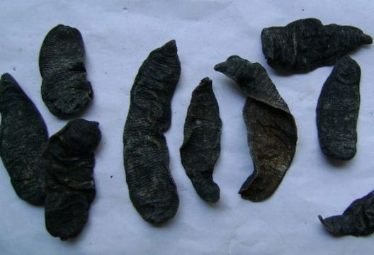 点击查看详细信息<br>标题：水蛭 阅读次数：1240