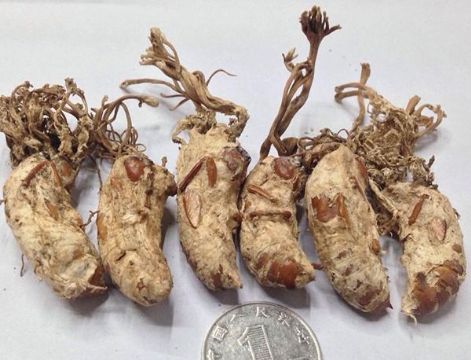 点击查看详细信息<br>标题：金蝉 阅读次数：1183