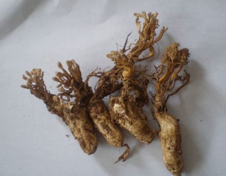 点击查看详细信息<br>标题：金蝉 阅读次数：1163