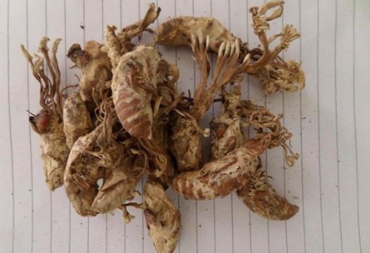 点击查看详细信息<br>标题：金蝉 阅读次数：1253