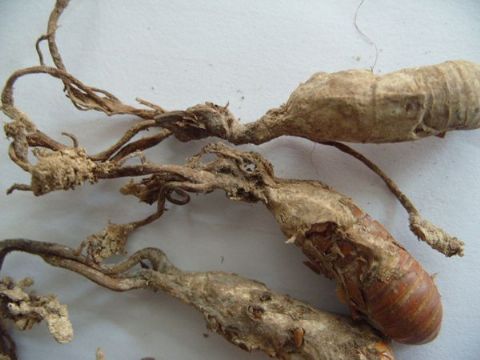 点击查看详细信息<br>标题：金蝉 阅读次数：1278