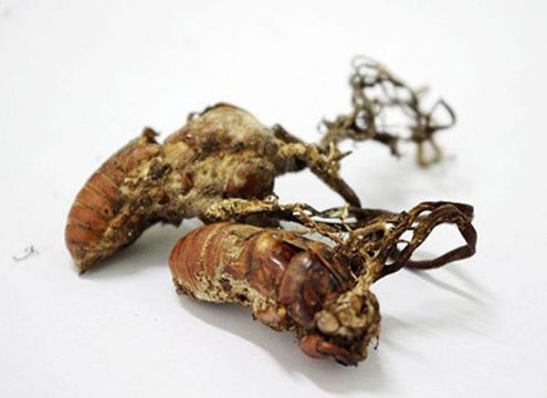 点击查看详细信息<br>标题：金蝉 阅读次数：1356