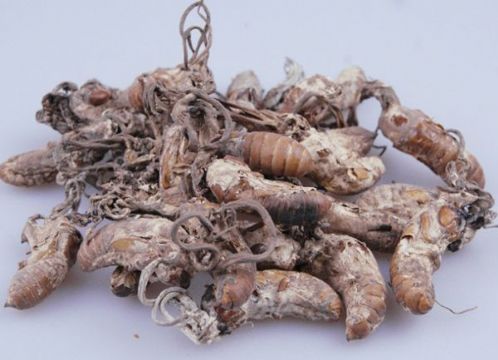 点击查看详细信息<br>标题：金蝉 阅读次数：1209