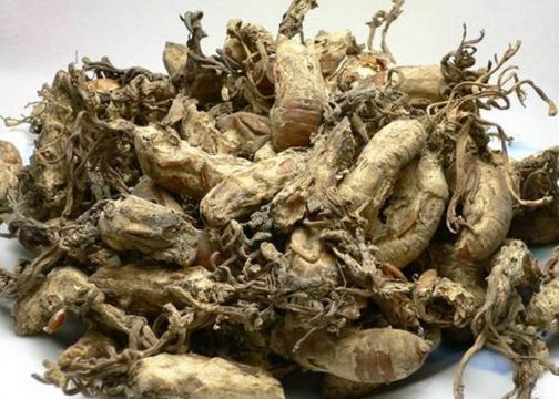 点击查看详细信息<br>标题：金蝉 阅读次数：1262