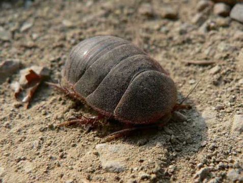 点击查看详细信息<br>标题：土元 阅读次数：1178