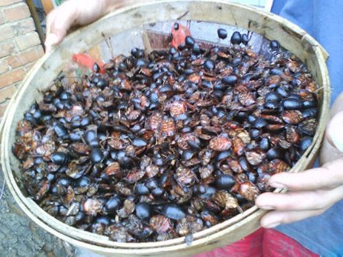 点击查看详细信息<br>标题：土元 阅读次数：1159