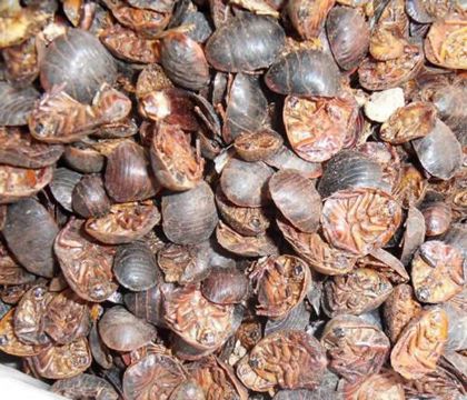 点击查看详细信息<br>标题：土元 阅读次数：1174