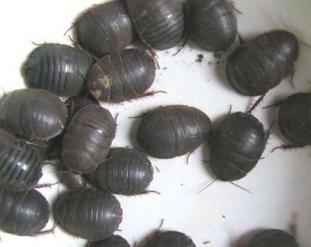 点击查看详细信息<br>标题：土元 阅读次数：1147