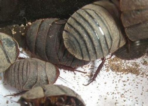 点击查看详细信息<br>标题：土元 阅读次数：1237