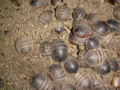 点击查看详细信息<br>标题：土元 阅读次数：1194