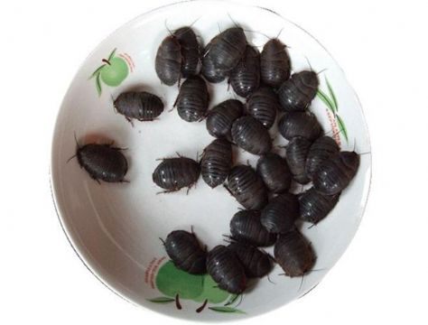 点击查看详细信息<br>标题：土元 阅读次数：1221