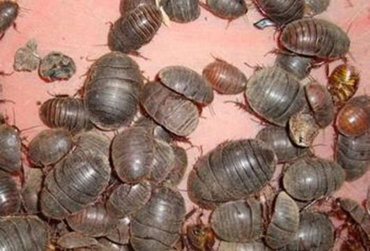 点击查看详细信息<br>标题：土元 阅读次数：1186