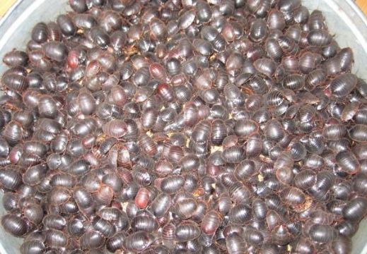 点击查看详细信息<br>标题：土元 阅读次数：1477