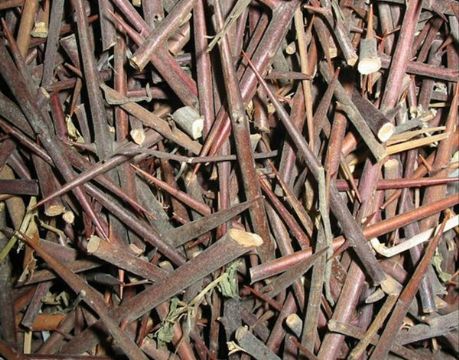 点击查看详细信息<br>标题：皂刺 阅读次数：1168