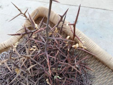 点击查看详细信息<br>标题：皂刺 阅读次数：1560