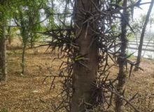 点击查看详细信息<br>标题：皂角树 阅读次数：858