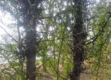 点击查看详细信息<br>标题：皂角树 阅读次数：927