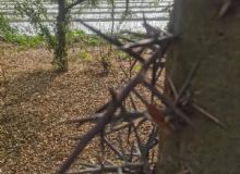 点击查看详细信息<br>标题：皂角树 阅读次数：886