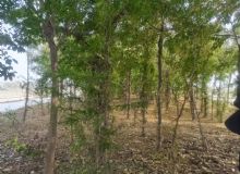 点击查看详细信息<br>标题：皂角树 阅读次数：878