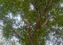 点击查看详细信息<br>标题：皂角树 阅读次数：912