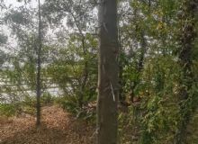 点击查看详细信息<br>标题：皂角树 阅读次数：919