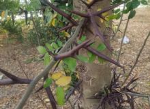 点击查看详细信息<br>标题：皂角树 阅读次数：878