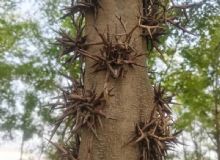 点击查看详细信息<br>标题：皂角树 阅读次数：910