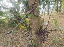 点击查看详细信息<br>标题：皂角树 阅读次数：949